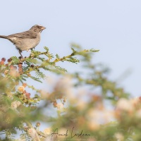 Serin gris