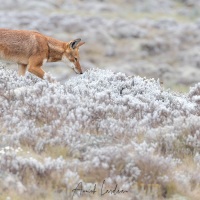 Loup d\'Ethiopie dans les sauges