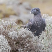 Corbeau corbiveau