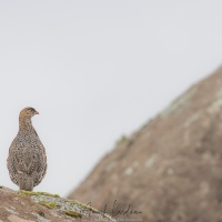 Francolin