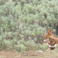 Loup d\'Ethiopie dans un buisson