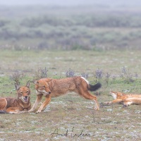 Loup d\'Ethiopie: réveil du trio