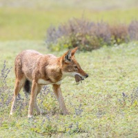 Loup d\'Ethiopie: chasse réussie