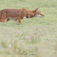 Loup d\'Ethiopie: en chasse