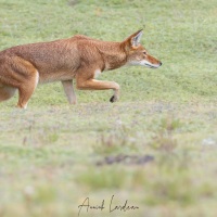 Loup d\'Ethiopie: en chasse