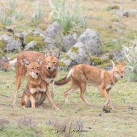 Loup d\'Ethiopie: rencontre de la meute et calins