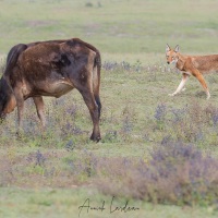 Loup d\'Ethiopie chassant au milieu du bétail