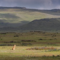 Loup d\'Ethiopie dans son biotope