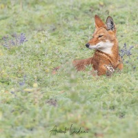 Loup d\'Ethiopie: parmi les sauges en fleurs