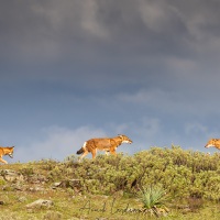 Loup d\'Ethiopie: rencontre sur la crête