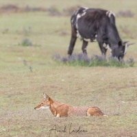 Loup d\'Ethiopie: concentration