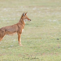 Loup d\'Ethiopie: quelle élégance