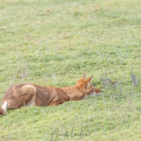 Loup d\'Ethiopie: à l\'affut