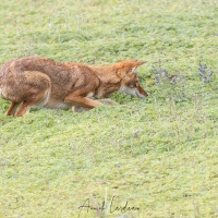 Loup d\'Ethiopie: à l\'affut