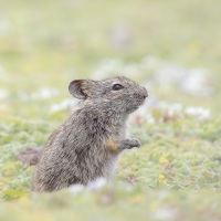 Rat des herbes de Blick