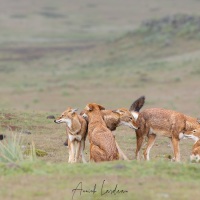 Loup d\'Ethiopie: rencontre de la meute et calins