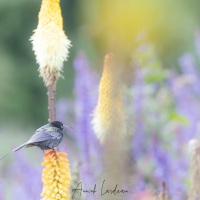 Souimanga tacazze sur les Kniphofias