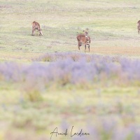 Nyala des montagnes