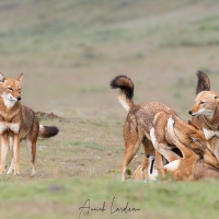 Loup d\'Ethiopie: rencontre de la meute et calins