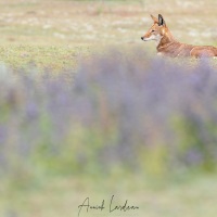 Loup d\'Ethiopie: attente