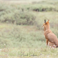 Loup d\'Ethiopie: observation