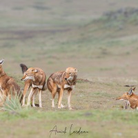 Loup d\'Ethiopie: rencontre de la meute