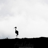 Grue caronculée