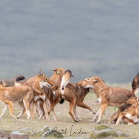 Loup d\'Ethiopie: rencontre de la meute et calins