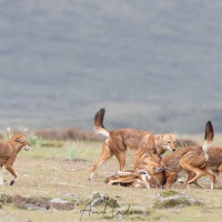 Loup d\'Ethiopie: rencontre de la meute et calins