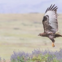 Augle des steppes à l\'envol