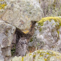 Grand duc du Cap