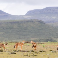 Loup d\'Ethiopie: rencontre de la meute et calins