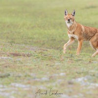 Loup d\'Ethiopie: curieux mais pas témétaire