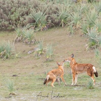 Loup d\'Ethiopie: adulte rassurant un jeune effrayé par la présence du véhicule