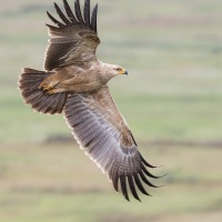 Aigle ravisseur à l\'envol