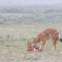 Loup d\'Ethiopie: calins matinaux