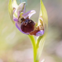 Ophrys bourdon