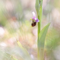 Ophrys bourdon