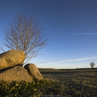 Aubrac: des cailloux et des jonquilles