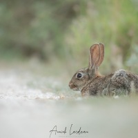 Lapin de garenne