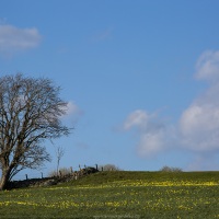 Aubrac: Champs de jonquilles