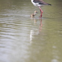 Echasse blanche