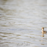 Echasse blanche