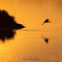 Avocette élégante