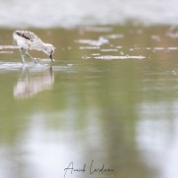 Avocette élégante