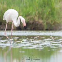 Echasse blanche + Flamant rose