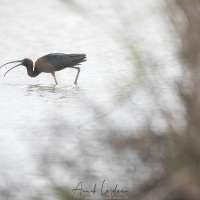 Ibis falcinelle