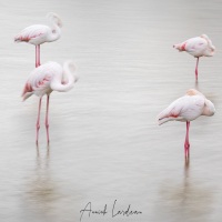 Flamant rose