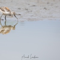 Avocette élégante