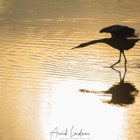 Aigrette garzette